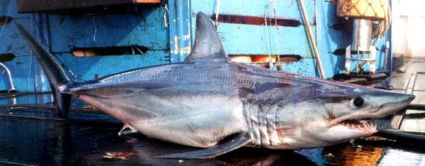 Isurus oxyrinchus07.jpg